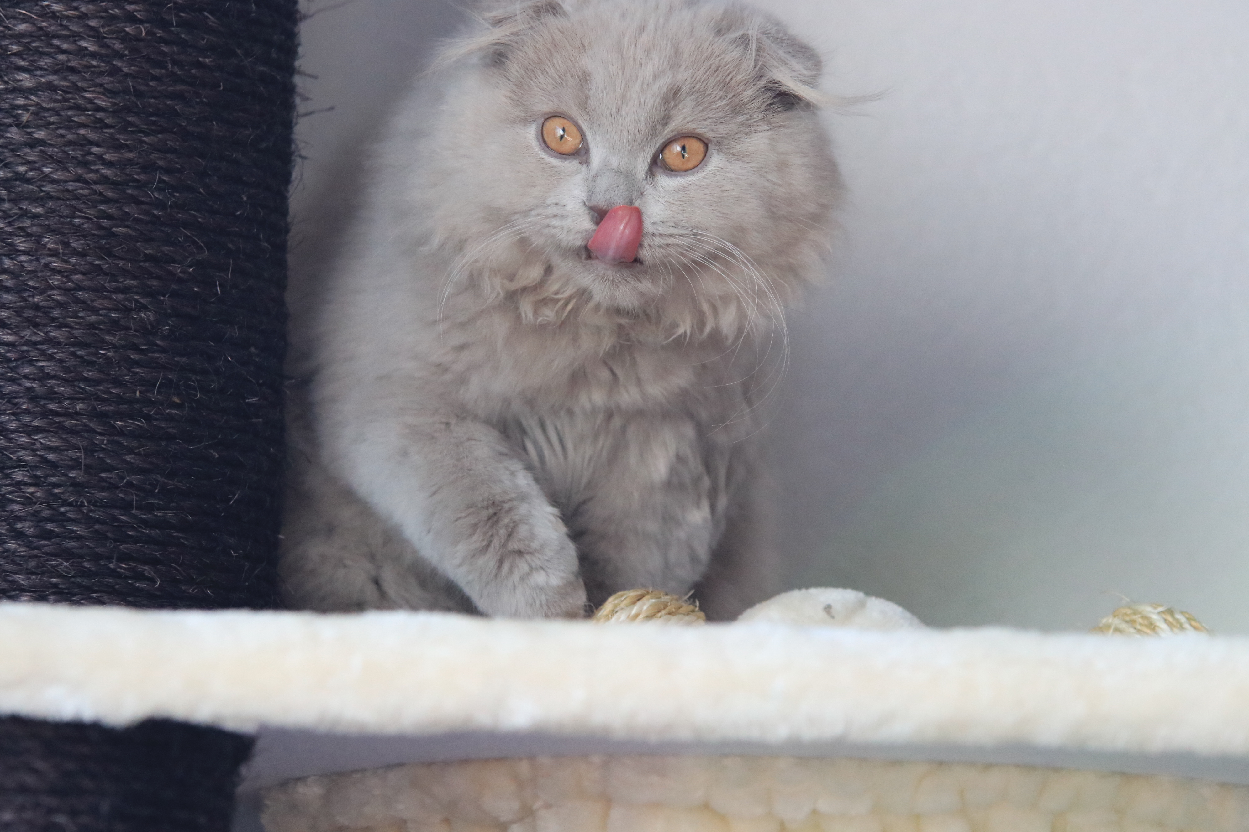 chat 2