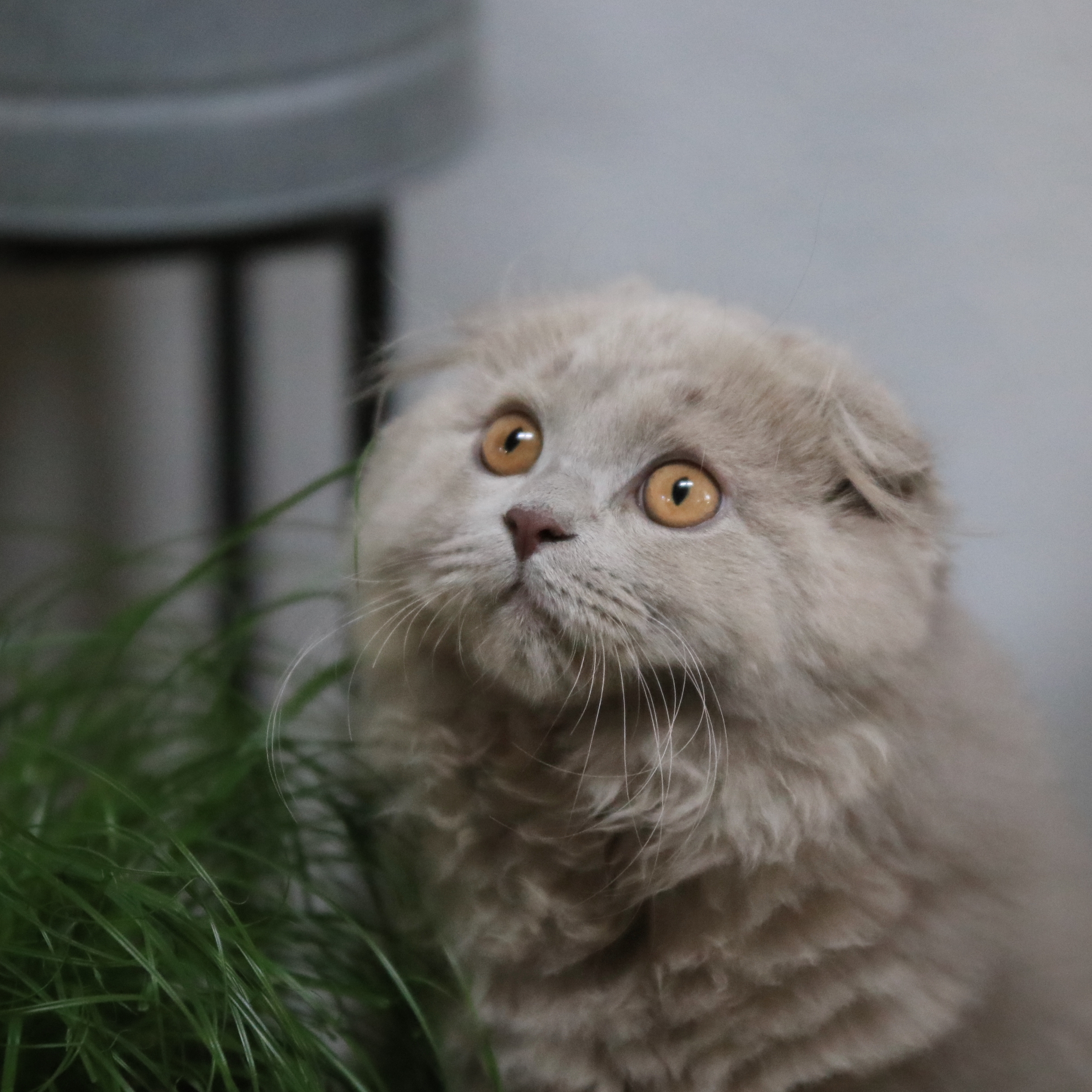  une image de chat